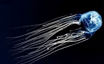 Как выглядят последствия от укуса самой опасной медузы в мире — показываем