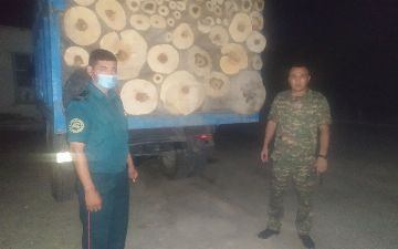 В Фергане срубили десятки многолетних деревьев