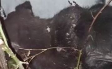 «Ты доиграешься, что я и тебя убью», — сосед осыпал угрозами женщину, ставшую свидетельницей издевательств над собакой в Ташобласти