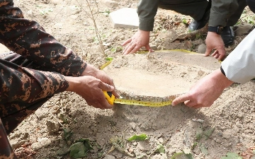 В Андижане вынесли приговор гражданам, срубившим три чинары на 131 млн сумов