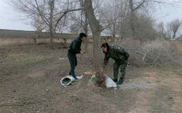 В Джизаке срубили десятки деревьев: ущерб оценили более чем в 220 млн сумов