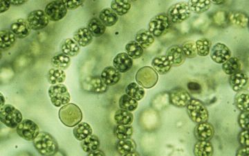 Ученые рассказали, кто может дышать в космосе