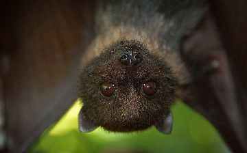 В летучих мышах обнаружили новые опасные для людей коронавирусы