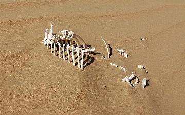 В Узбекистане нашли останки ранее неизвестного вида динозавра