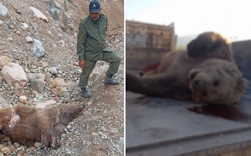 В Бурчмулле погиб бурый медведь: экологи проверили слухи об убийстве