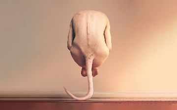 Что бы было, если бы у людей остались хвосты?