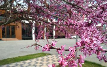 Синоптики рассказали, когда в Узбекистан вернется весенняя погода