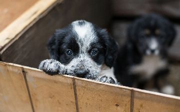 В Турции введут наказание за убийство животных 
