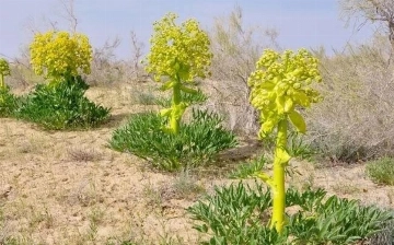 В Кашкадарье срезали более 750 кустов таджикской ферулы: ущерб составил 372 млн сумов