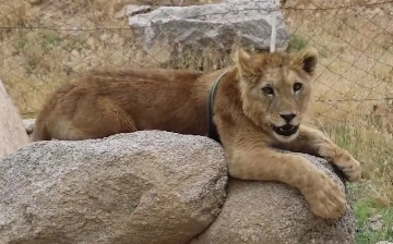 В Самарканде мужчина пытался спрятать львенка на даче: экоинспекторы нашли и взяли его под охрану