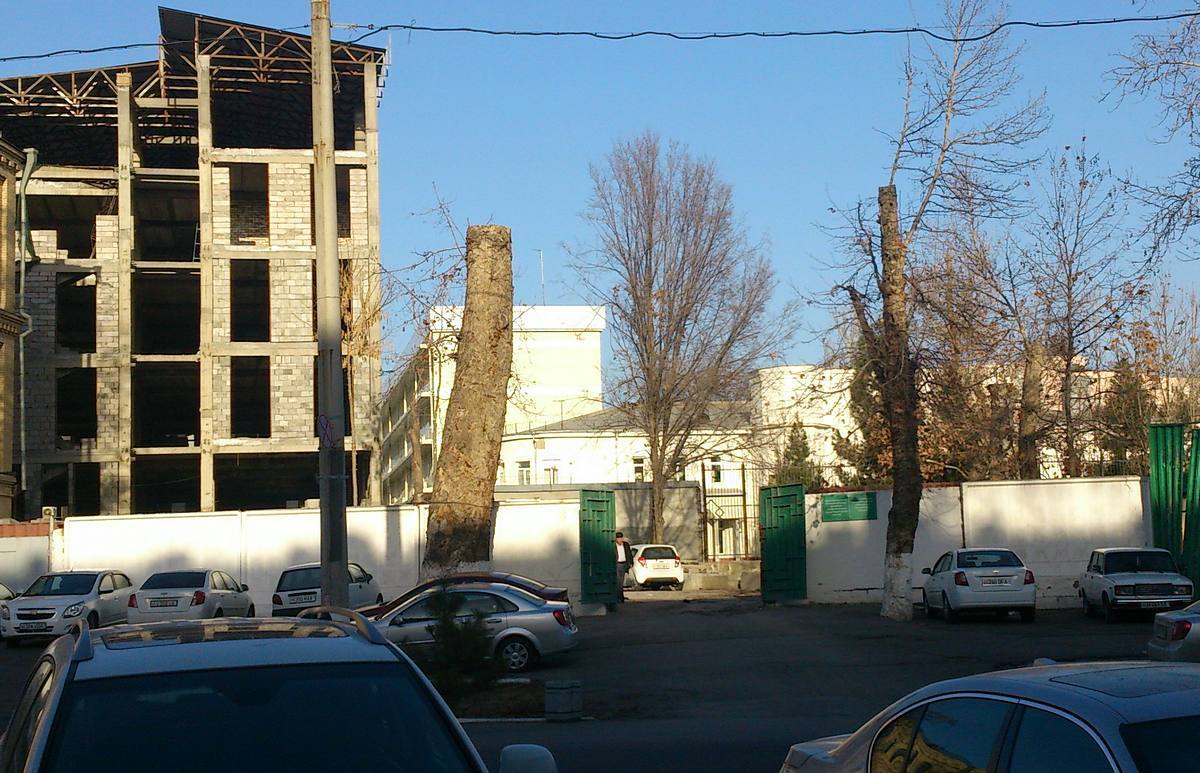 Как пилились, так и пилятся: почему в Ташкенте незаконно спиливают чинары? 